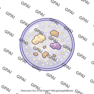 Food vacuole digesting