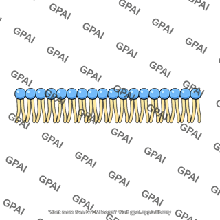 Phospholipid monolayer