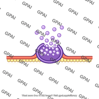 Cortical granule fusing