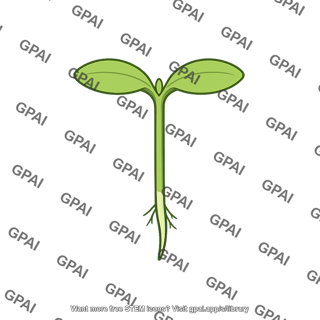 Eudicot seedling
