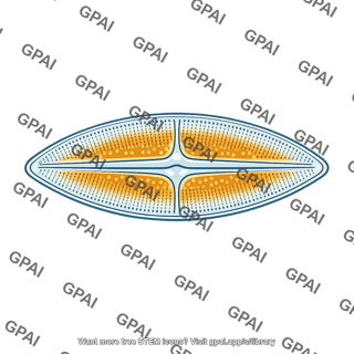 Pacific diatom
