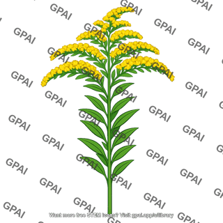Goldenrod