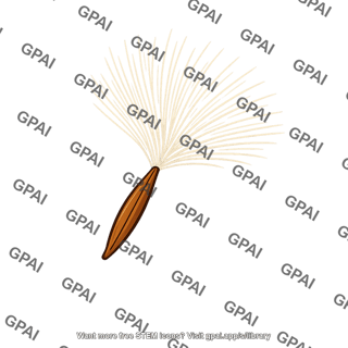 Fireweed seed