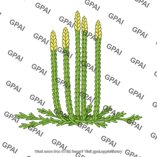 Diphasiastrum tristachyum