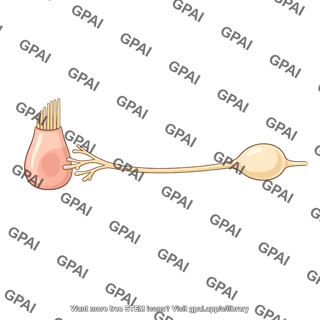 Afferent neuron hair cell contact