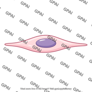 Skin fibroblast cell