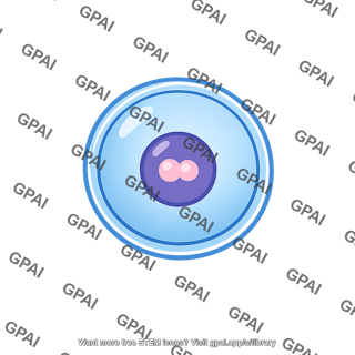 Zygote