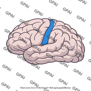 Primary somatosensory cortex