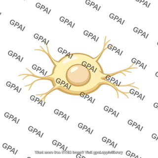 Developing neuron