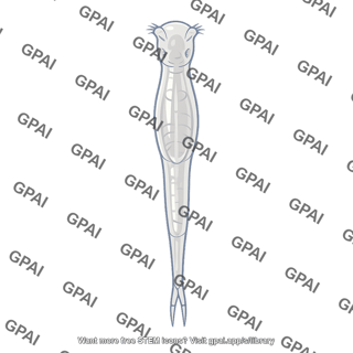 Seison rotifer