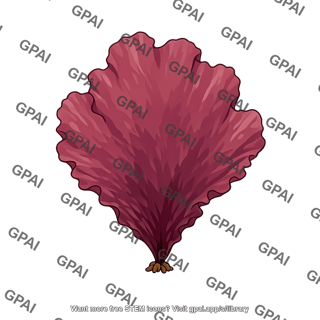 Porphyra