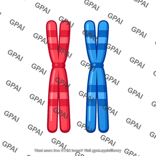Homologous chromosome pair