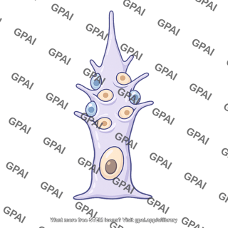 Sertoli cell