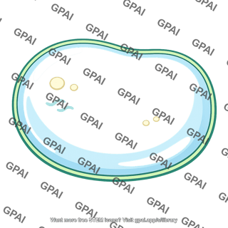 Plant cell vacuole