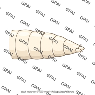 Larval posterior tip