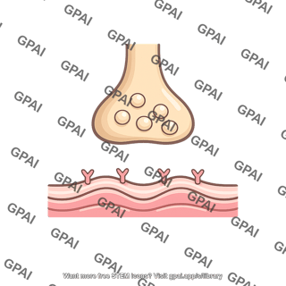 Myasthenia gravis neuromuscular junction