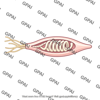Stretch receptor