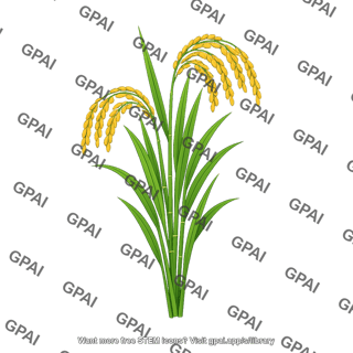 Cultivated rice plant