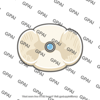 Spinal cord central canal