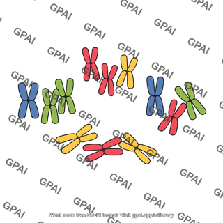 Chromosome independent assortment