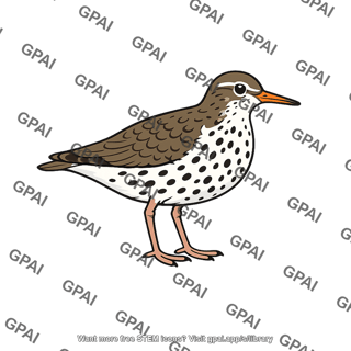 Spotted sandpiper female
