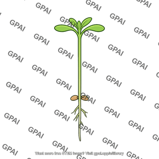 Arabidopsis seedling ein mutant