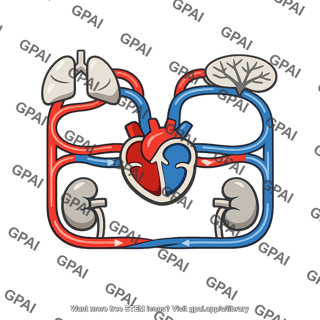 Amphibian circulatory system
