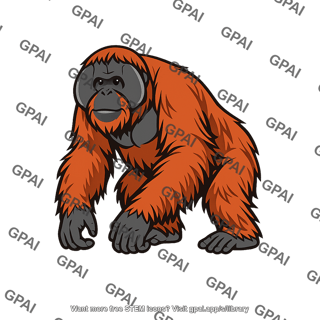 Orangutan