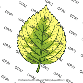 Leaf chlorotic