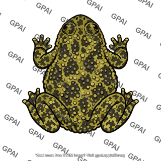 Bombina toad dorsal