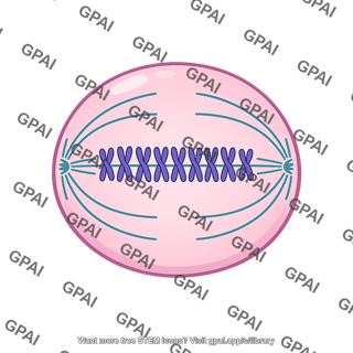 Cell metaphase