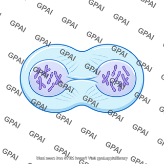Telophase ii cell