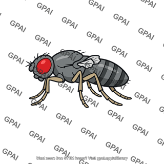 Fruit fly gray vestigial