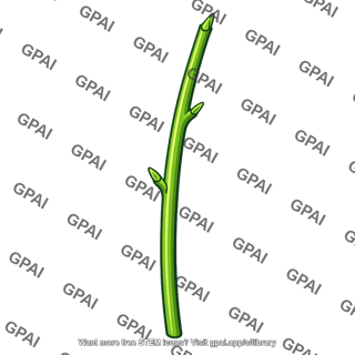 Stem young