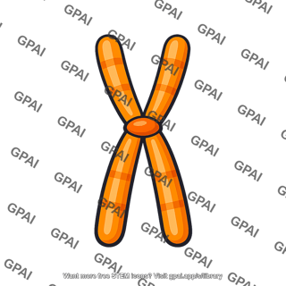 Replicated chromosome