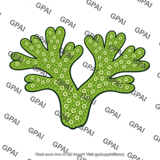 Marchantia thallus
