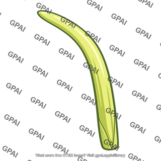 Maize coleoptile curved