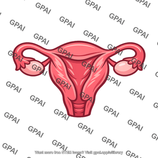 Female reproductive system