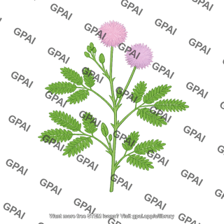Mimosa pudica