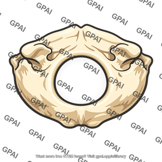 Foramen magnum