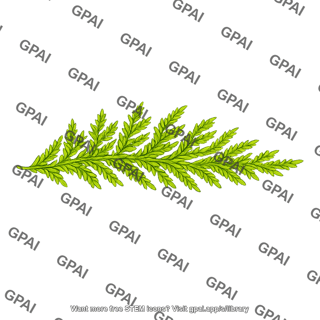 Pleurozium moss