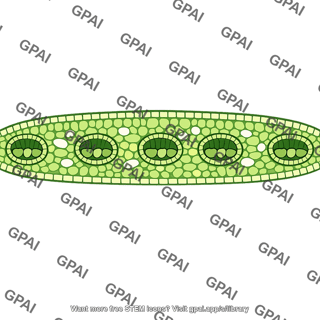 Iris leaf cross section