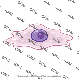 Cultured cell spread