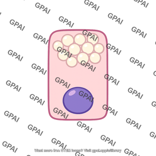 Epithelial milk secreting cell