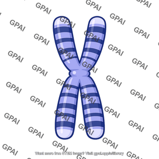 Metaphase chromosome