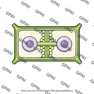 Plant cell cytokinesis