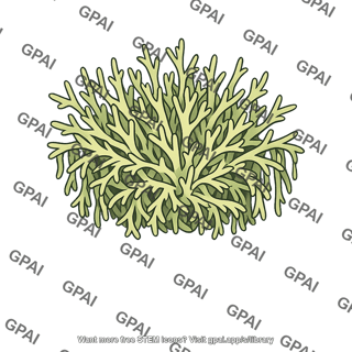 Fruticose lichen