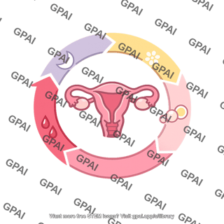 Menstrual cycle