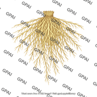 Fibrous root system