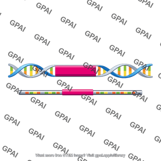 Xist gene